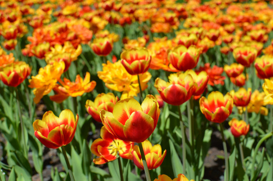 Koningsdag